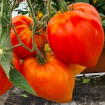 TOMATE GREFFEE COEUR DE BOEUF POT 1L